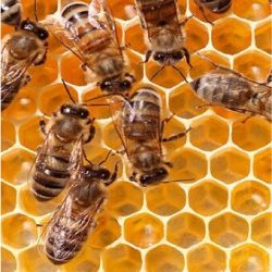 bee1 bee1